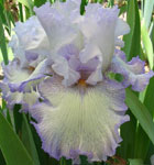 Iris - Vilkdalgis - Acoma